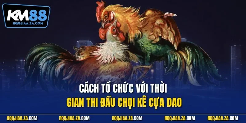 Cách tổ chức với thời gian thi đấu chọi kê cựa dao