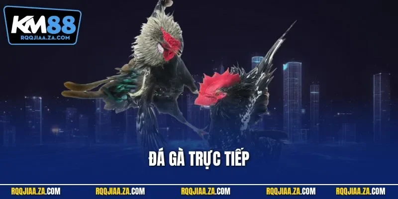 Đá gà trực tiếp