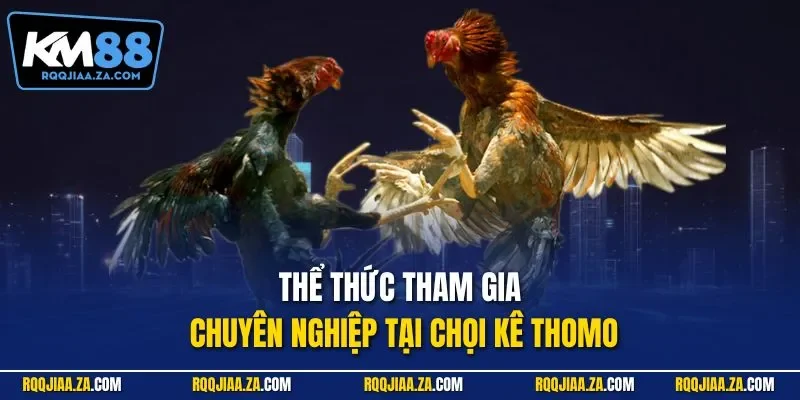Thể thức tham gia chuyên nghiệp tại đấu kê Thomo