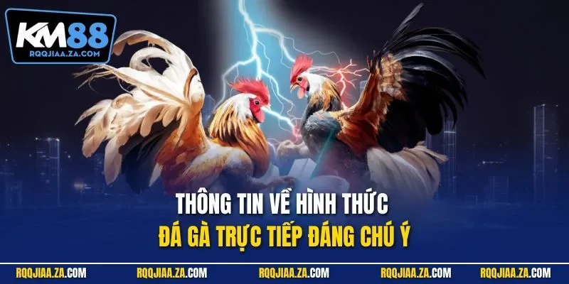 Thông tin về hình thức đá gà trực tiếp đáng chú ý