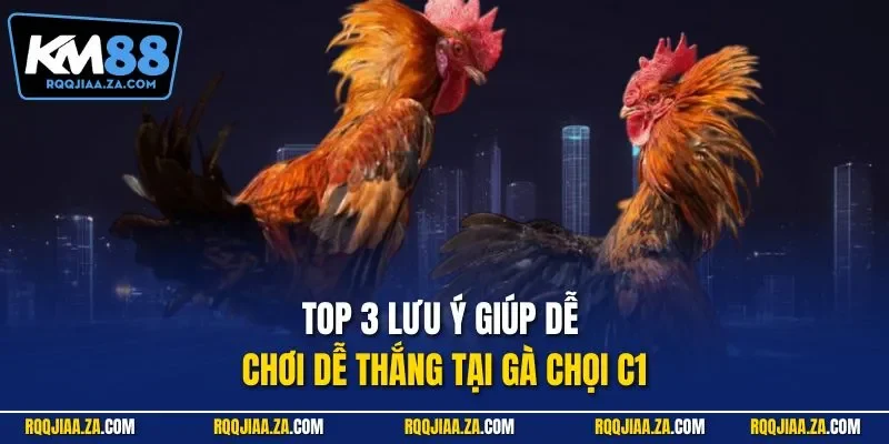 Top 3 lưu ý giúp dễ chơi dễ thắng tại gà chọi C1